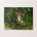 Search for fox puzzles Wildlife