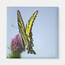 Search for flutter magnets Butterfly