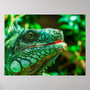 Search for iguanas posters Reptile