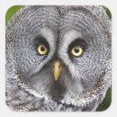Search for hoo stickers Birds