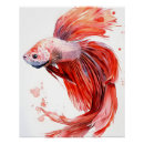Search for betta fish art Siamese fighting fish