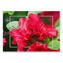 Search for bright red flower cards Summer