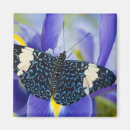 Search for butterfly magnets Exotic