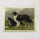 Search for border collie postcards Sheep dog