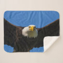 Search for eagles blankets Bald eagle