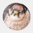 Search for falconer magnets Birds