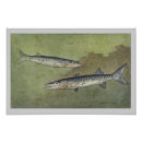 Search for barracuda Angler