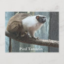 Search for tamarin postcards Animals