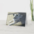 Search for dalmation cards Animals