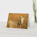 Search for reeds cards Animal