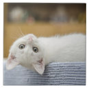 Search for kittens tiles Feline