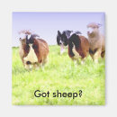 Search for sheep magnets Herd