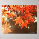 Search for maples posters Photography