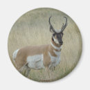 Search for buck magnets Hunting