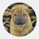 Search for shar pei magnets Puppy