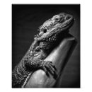 Search for bearded dragon photography Pets