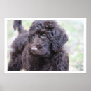 Search for labradoodle art Dogs