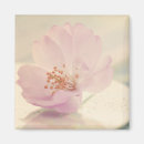 Search for cherrys magnets Floral