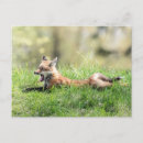 Search for wild dog postcards Carnivore