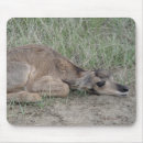 Search for antelopes mousepads Pronghorn antelope