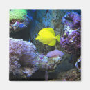 Search for yellow fish magnets Underwater