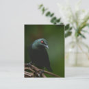 Search for starlings postcards Nature