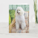 Search for standard poodles cards Animals