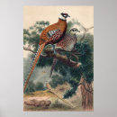 Search for zoology posters Wildlife