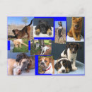 Search for shelters postcards Puppy