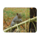 Search for gray squirrel magnets Squirrels