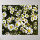 Search for flower fields posters Daisy