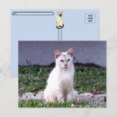 Search for strays postcards Stray cat