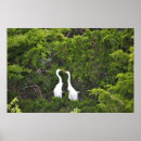Search for great egret Animals