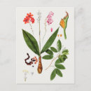 Search for sweet pea flowers postcards Botanical