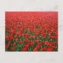 Search for poppies postcards Field of flowers