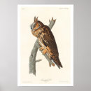 Search for long ears posters Bird