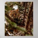 Search for bobcat posters Cute
