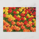 Search for spring colours postcards Floral