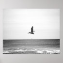 Search for pelican posters Black and white