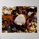 Search for seaweed posters Shells