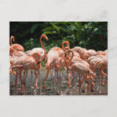 Search for bird watching postcards Wildlife