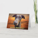 Search for handsome birthday cards Dog