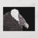 Search for condor postcards Vulture