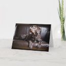 Search for chocolate labrador retriever cards Animal