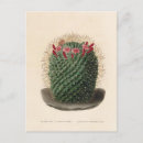 Search for cactus postcards Vintage
