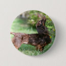 Search for dachshund long haired badges Chocolate and tan