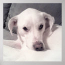 Search for couch posters Puppy