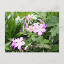 Search for geraniums postcards Garden