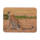 Search for big cat magnets Wild animals