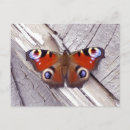 Search for red wood postcards White